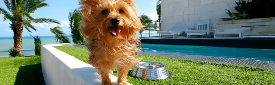 Your Pets Deserve a Vacation Too: The Pet-Friendly Experience in the Riviera Maya